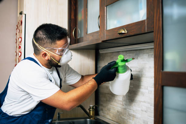 Best Wasp Removal Services  in Bridgeport, MI