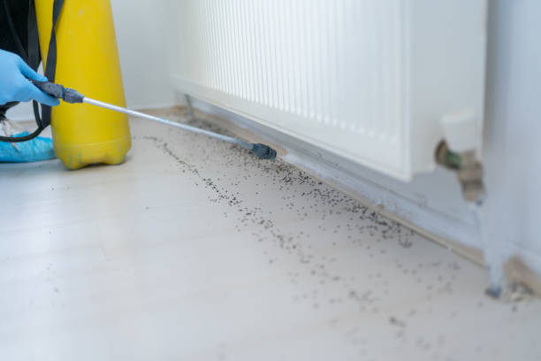 Best Affordable Pest Control Services  in Bridgeport, MI
